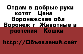 Отдам в добрые руки котят › Цена ­ 1 - Воронежская обл., Воронеж г. Животные и растения » Кошки   